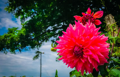 Close-up of pink dahlia flower