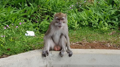 Monkey sitting on plants