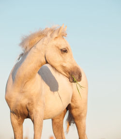 View of horse against clear sky