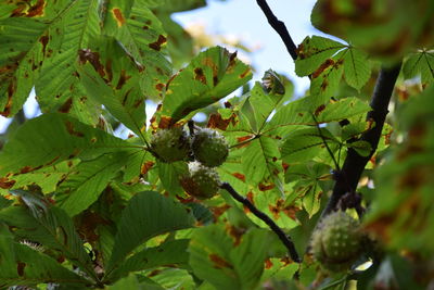 Close-up of green leaves on tree