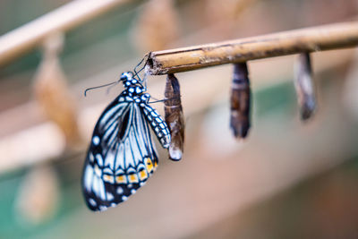 Close-up of butterfly on leaf