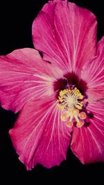 Close-up of pink flower