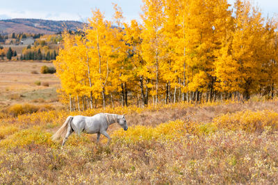Side view of sheep on landscape