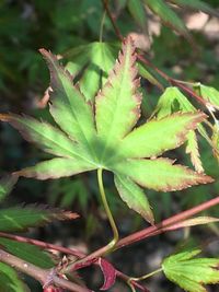 Close-up of plant growing on field