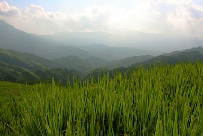 Scenic view of rice field against sky