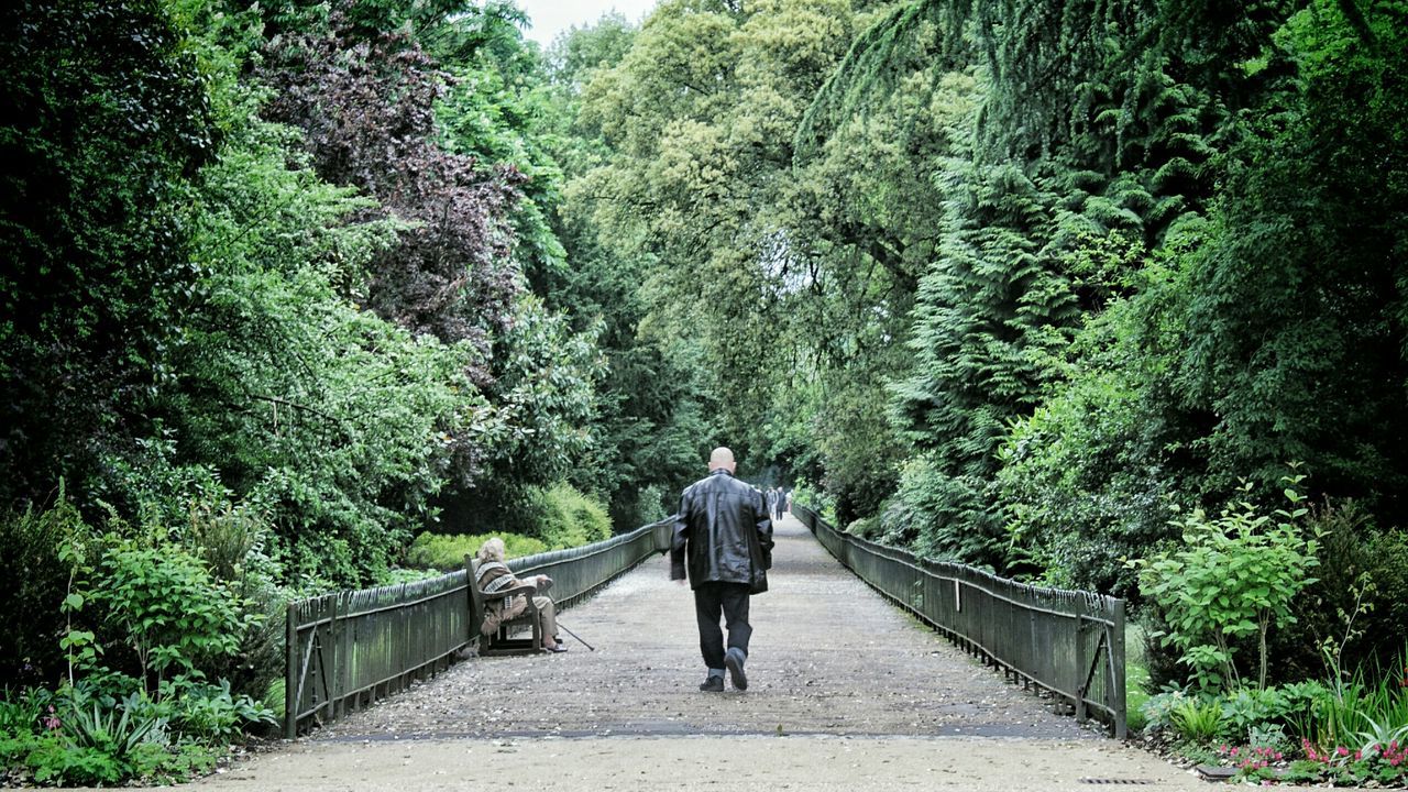 full length, tree, rear view, lifestyles, casual clothing, walking, leisure activity, the way forward, person, forest, men, green color, growth, standing, nature, backpack, railing, plant