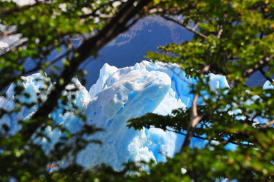 Low angle view of tree against blue sky
