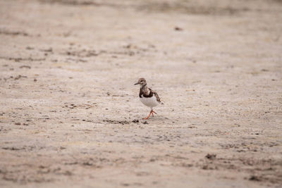 Ruddy turnstone bird arenaria interpres forages for food along an estuary before tigertail beach 