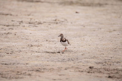 View of bird on sand