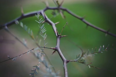 Close-up of spiked plant