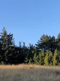 Trees on field against clear blue sky