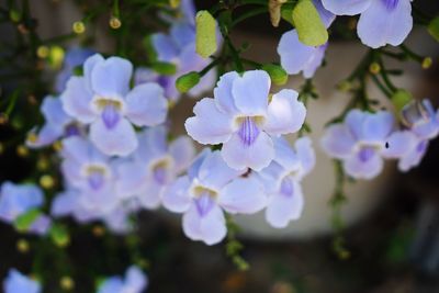 Close-up of purple flowers