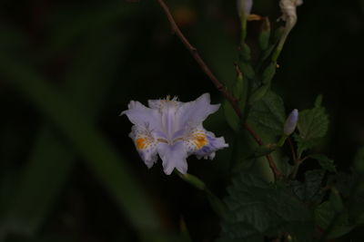 Close-up of white flowering plant