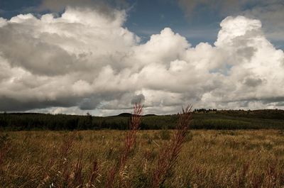 Scenic view of field against sky
