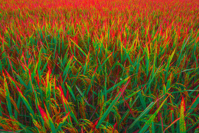 Full frame shot of crops on field