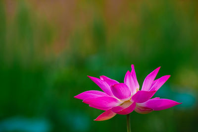 Close-up of pink water lily