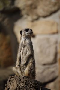 Close-up of meerkat on tree stump