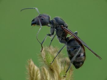 Close-up of insect on plant