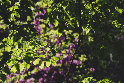 View of flowering plant against trees