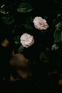 Close-up of white flowering plant