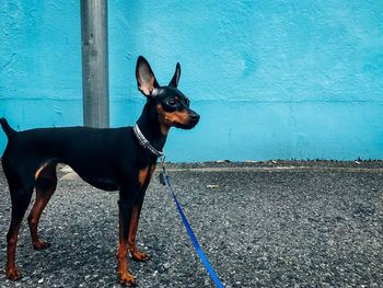Portrait of a dog standing against blue wall