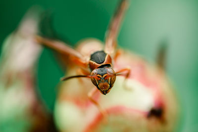 Bee on the peony flower. macro bee.