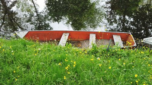 Plants growing on field