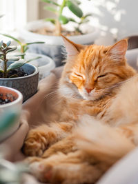 Cute ginger cat among flower pots with houseplants. fluffy domestic animal near succulents. 