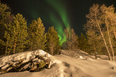 Trees in forest against sky at night