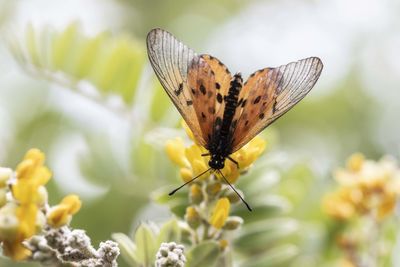 Close-up of butterfly pollinating on flower