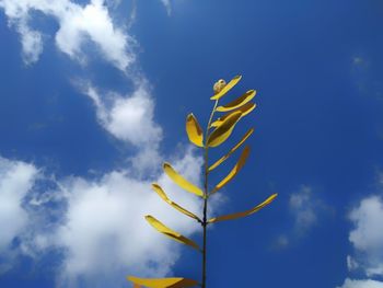 Low angle view of yellow flower against blue sky