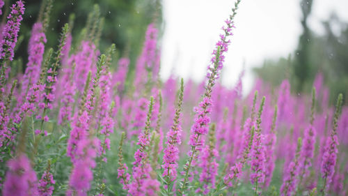 Close-up of pink flowering plants on field