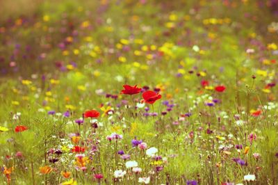 Close-up of flowering plants on field