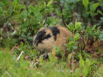 Close-up of an animal on field