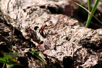 Close-up of tree trunk