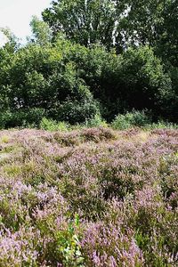 Pink flowers blooming on field