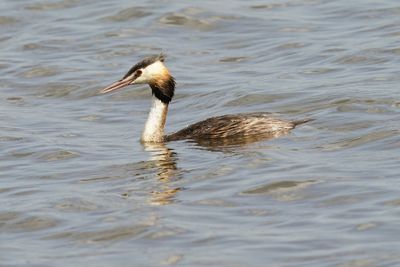 Duck swimming in lake
