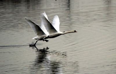 Bird flying over lake