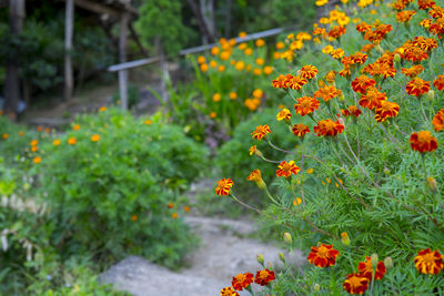 Close-up of orange flowers