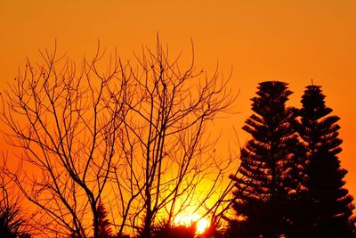 Silhouette bare tree against orange sky