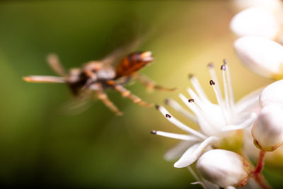 Close-up of white flowering plant