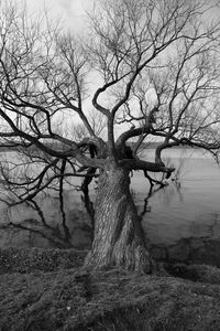 Bare tree against sky
