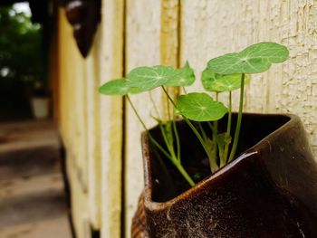 Close-up of potted plant