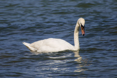 Swan swimming in lake