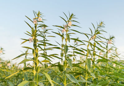 Close-up of stalks in field against clear sky
