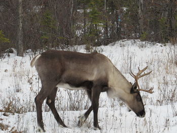 Side view of horse on snow covered land