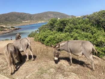 Side view of horse on beach