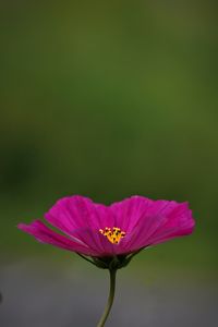 Close-up of pink cosmos flower