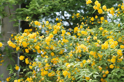 Close-up of yellow flowering plants on field