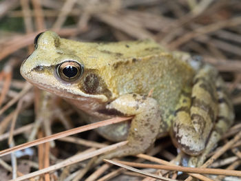 Close-up of frog